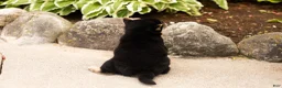 Shiba Inu dogs for sale: Miles - Ad 4