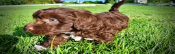 Havapoo dogs for sale: Cookie - Ad 13