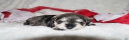 Miniature Schnauzer dogs for sale: Sparkle - Ad 3