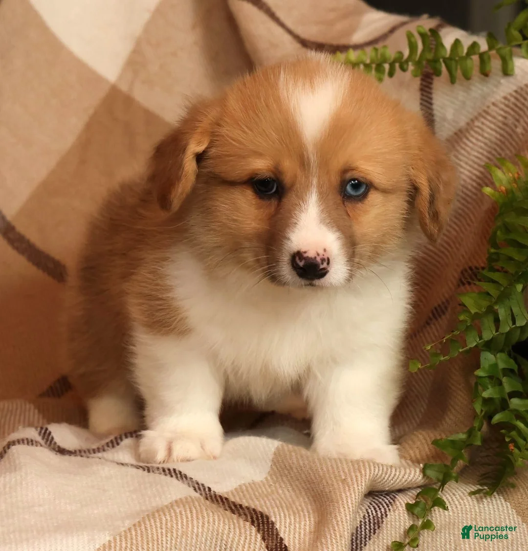 Welsh Corgi Pembroke dogs for sale: Jaime - Ad 1