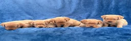 Labrador Retriever dogs for sale: #1 Female aka first born pup  - Ad 4
