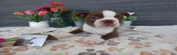 Boston Terrier dogs for sale: Boston Terrier 4 Gracy - Ad 3