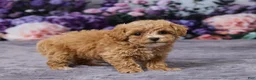 Bichpoo dogs for sale: Diamond - Ad 4