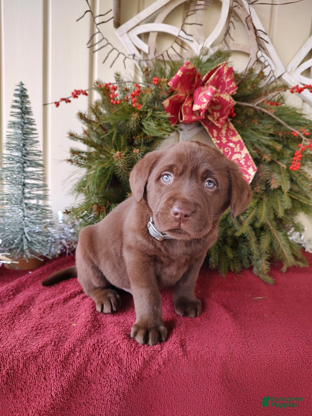 Labrador Retriever dogs for sale: Judson - Ad 7