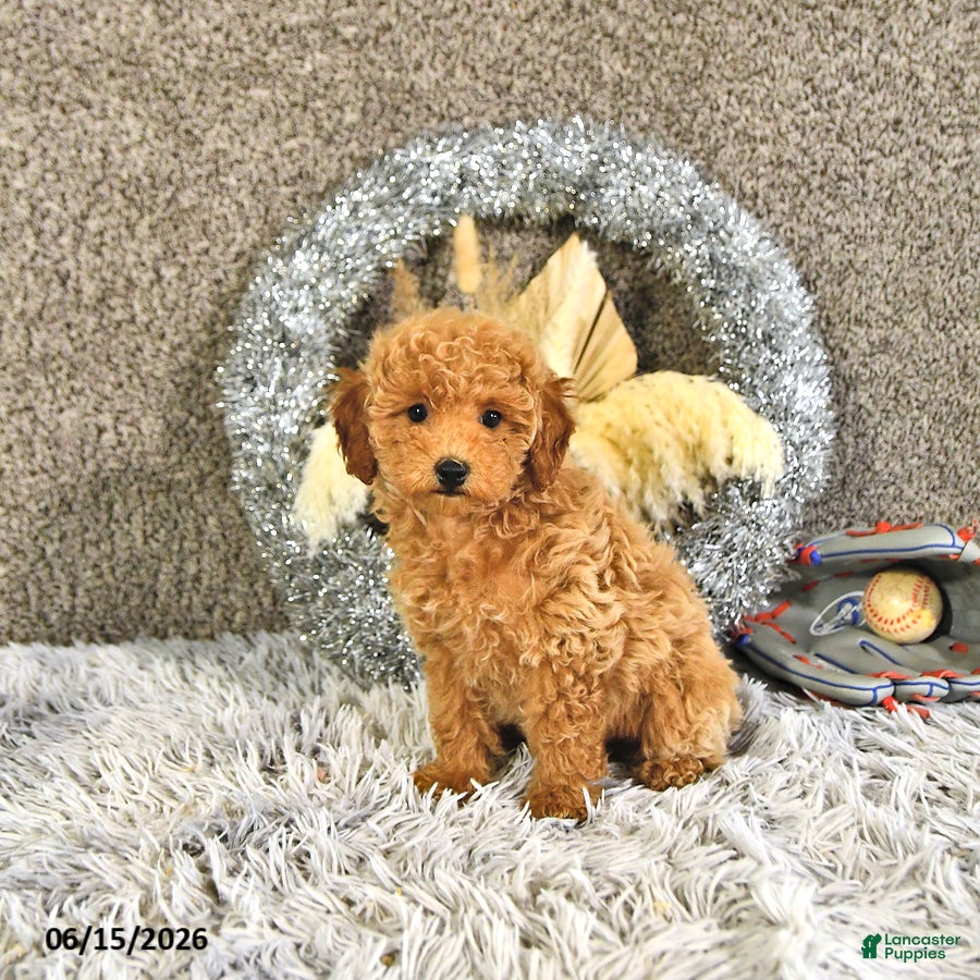 Toy Poodle dogs Juno - Ad 2