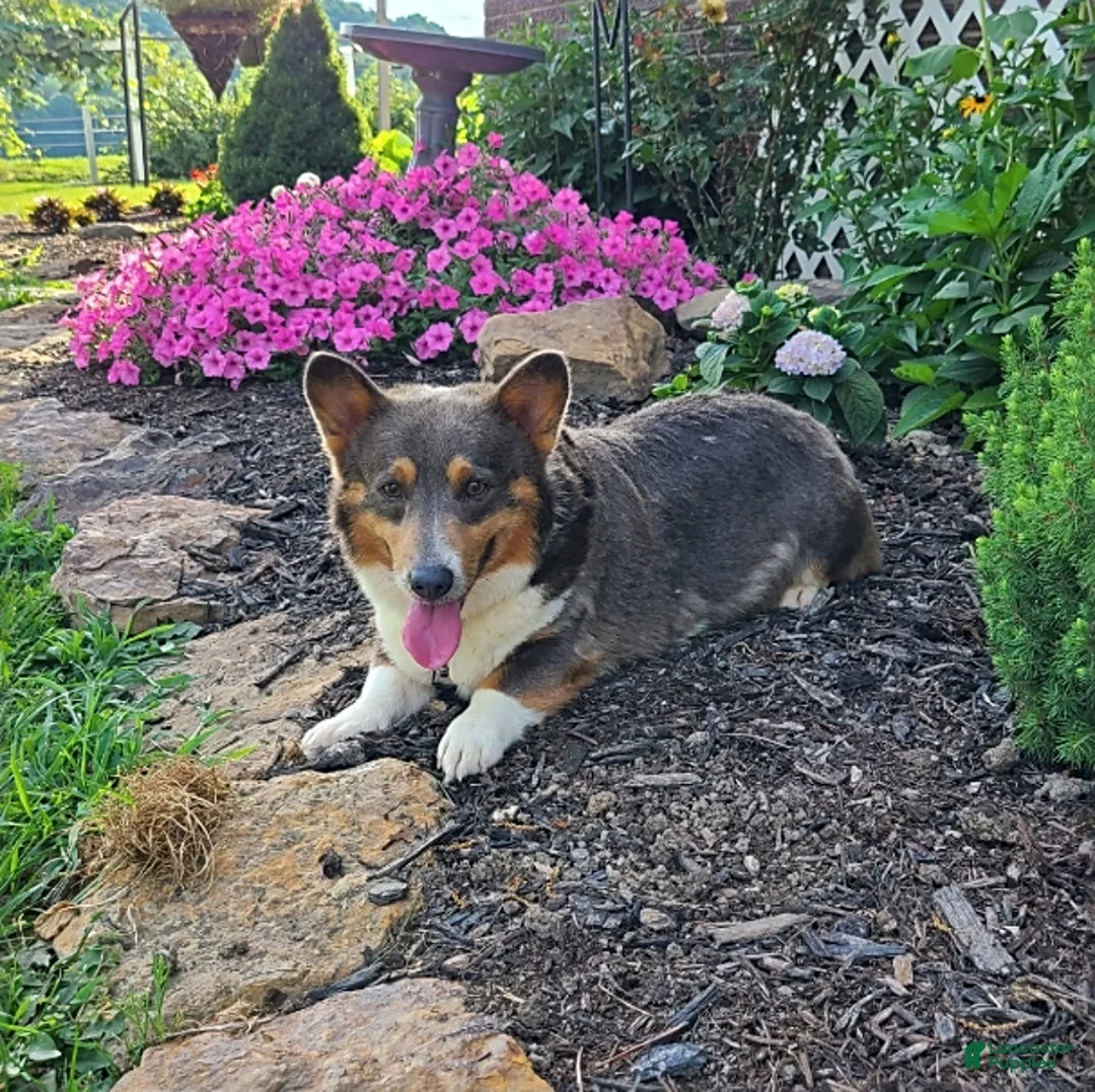 Welsh Corgi Pembroke dogs for sale: Bella   - Ad 8