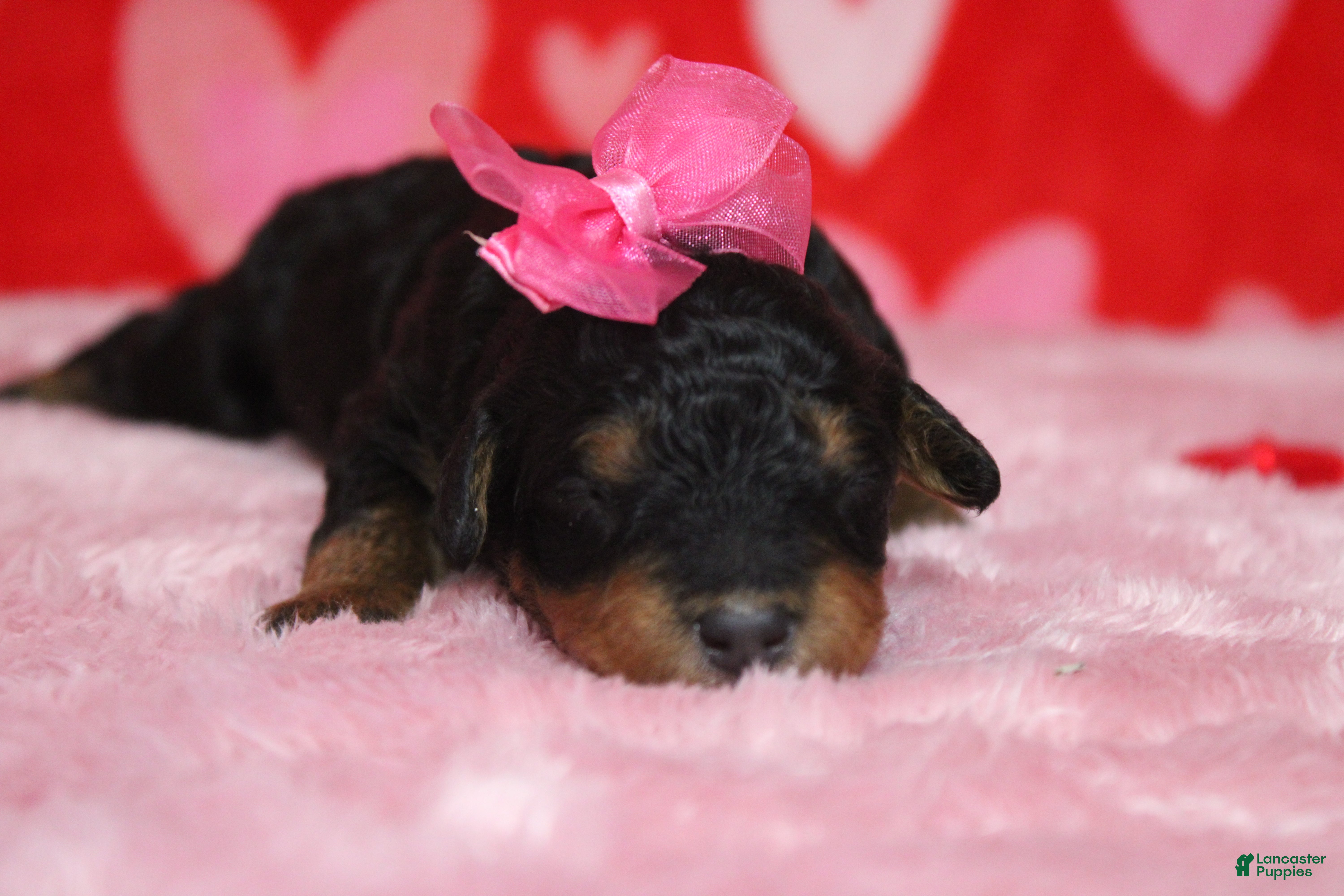 Mixed Breed dogs Cupid  - Ad 13