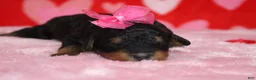 Mixed Breed dogs for sale: Cupid  - Ad 1