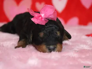 Mixed Breed dogs Cupid - Ad 13