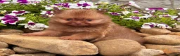 Pomeranian dogs for sale: Benny - Ad 1
