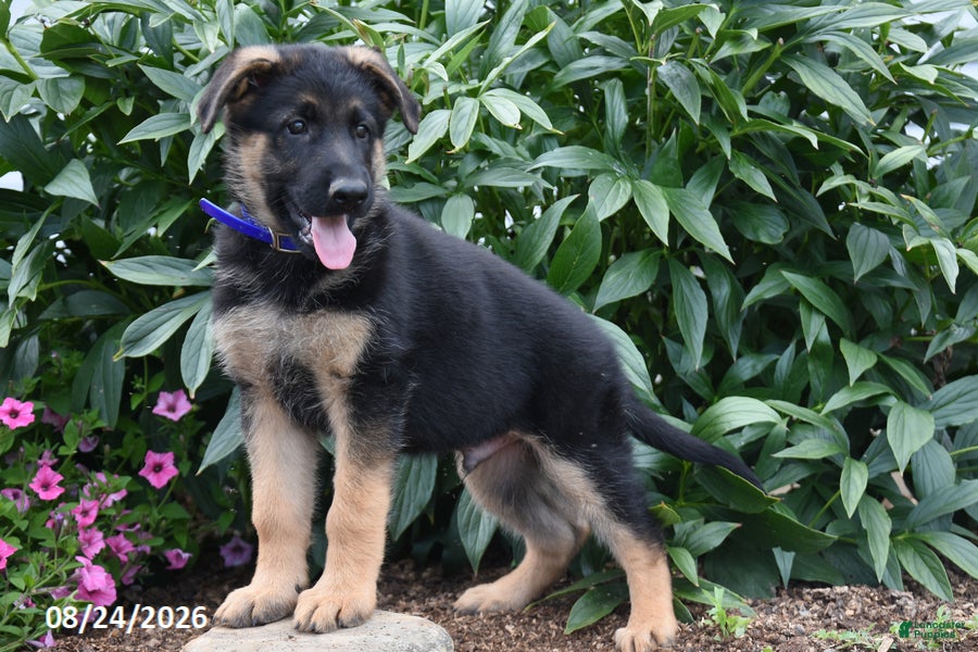German Shepherd dogs Banjo - Ad 1