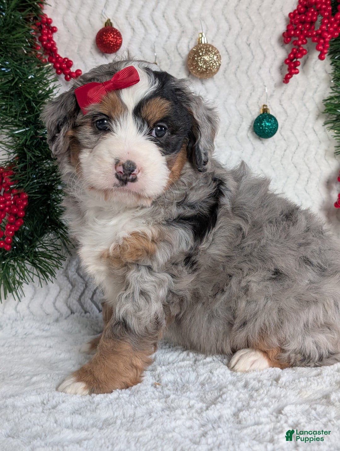 Mini Bernedoodle dogs for sale: Mini River - Ad 11