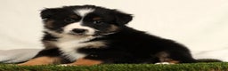 Miniature Australian Shepherd dogs for sale: Dixie - Ad 5
