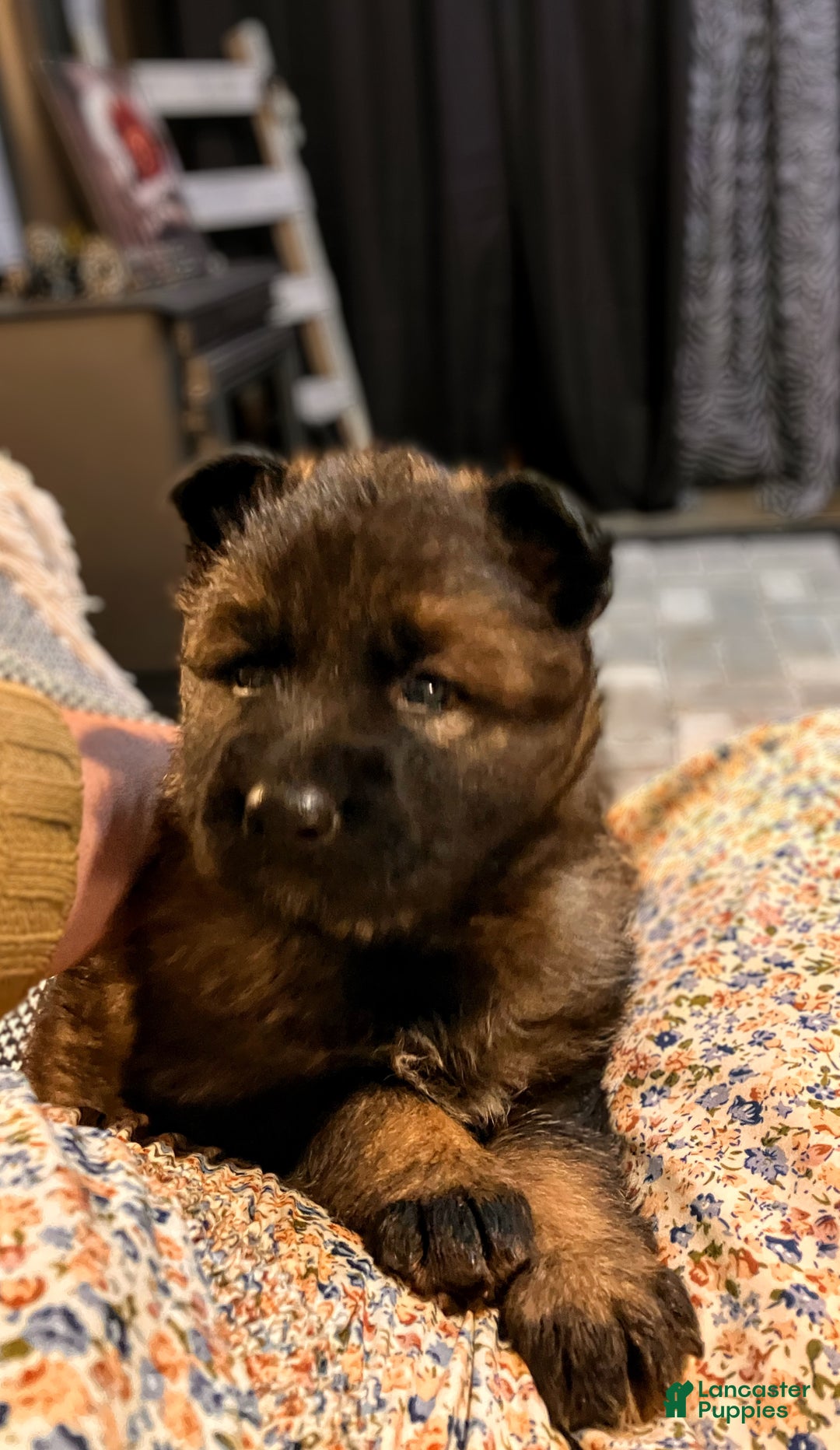 German Shepherd dogs for sale: ♥️SWEET SABLE ♥️ - Ad 29