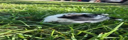 Morkie dogs for sale: Morkie Puppy 1 - Ad 2