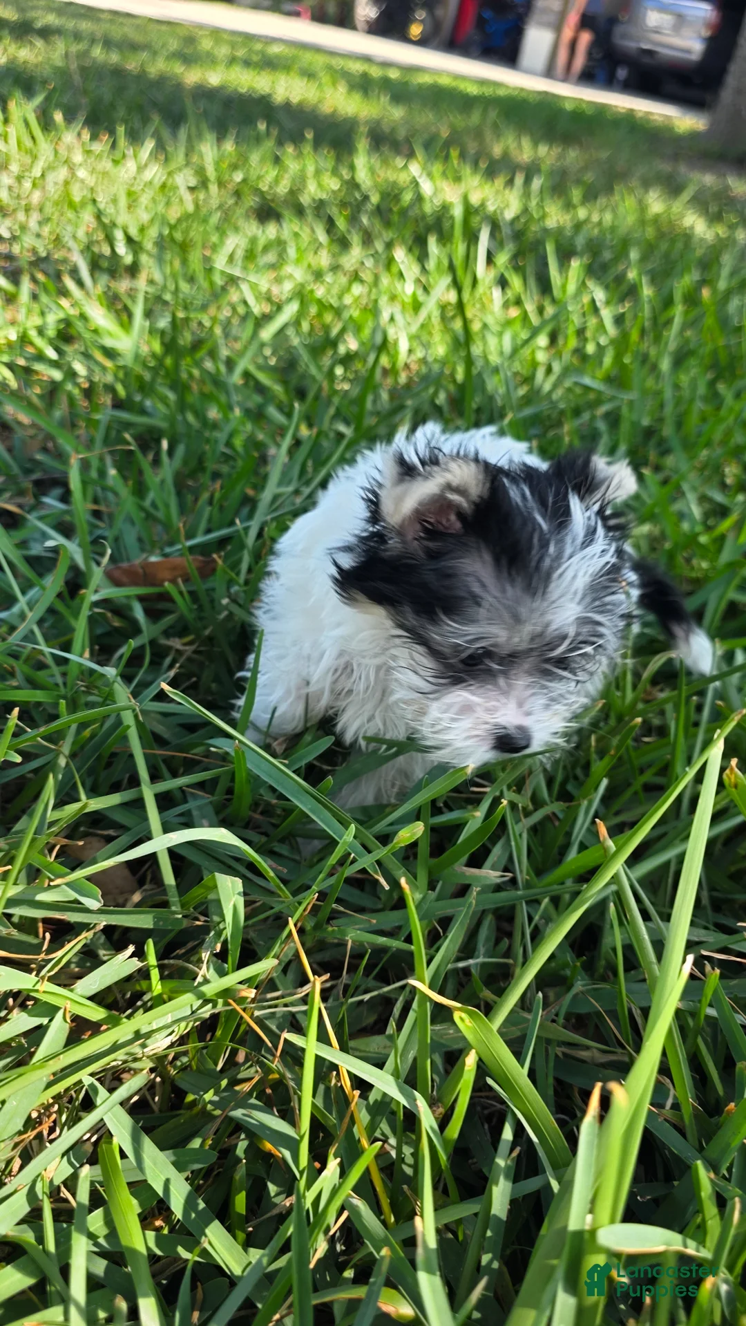 Morkie dogs for sale: Morkie Puppy 1 - Ad 2