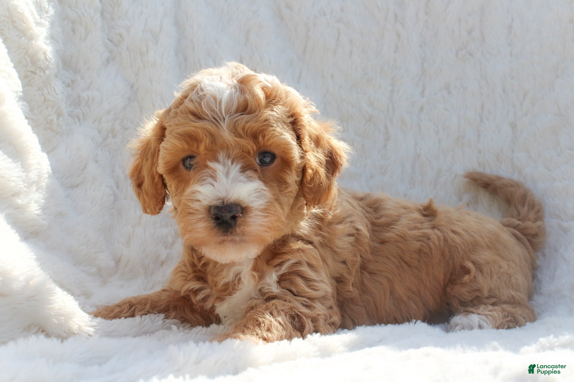 Mixed Breed dogs Winnie - Ad 30