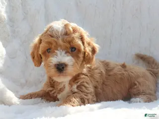 Mixed Breed dogs Winnie - Ad 30