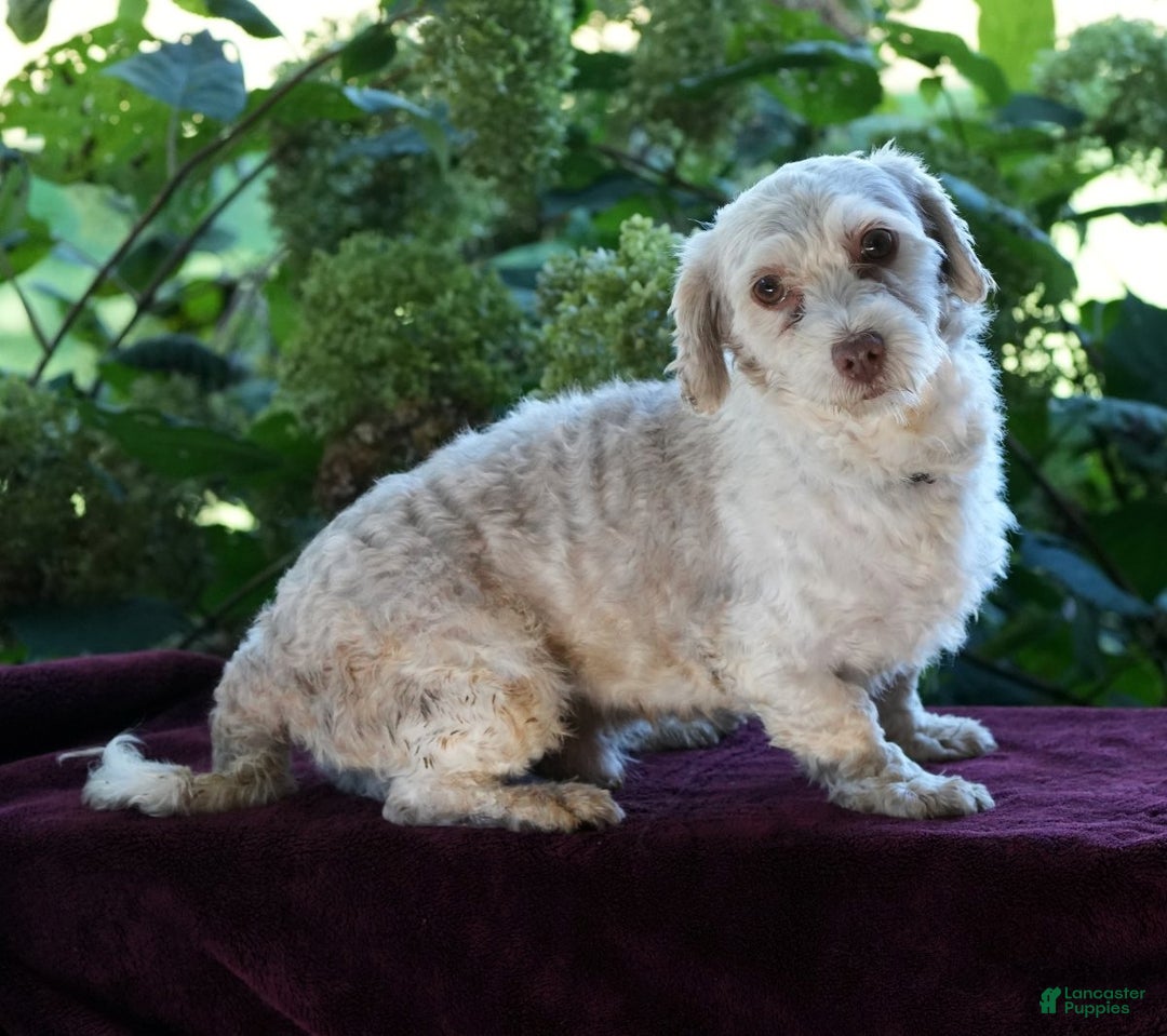 Havanese dogs for sale: Callie - Ad 11