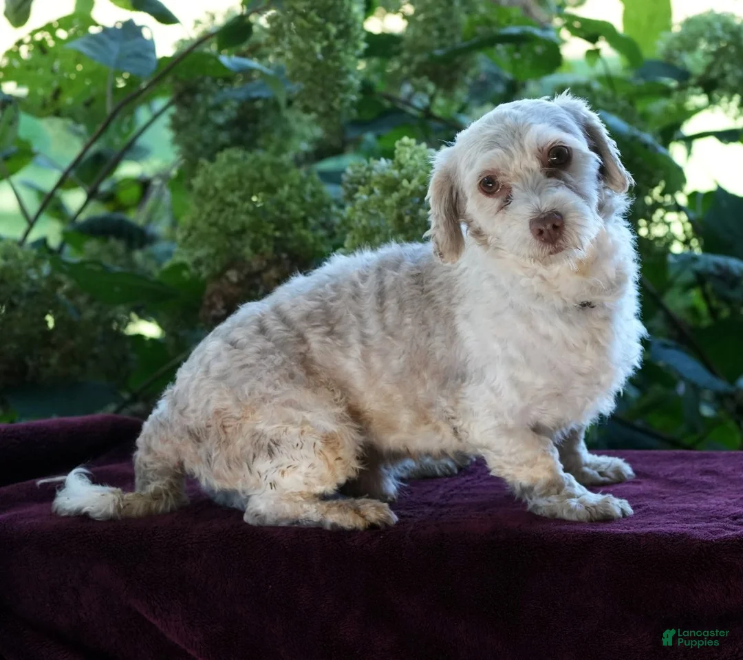 Havanese dogs for sale: Carmel - Ad 11