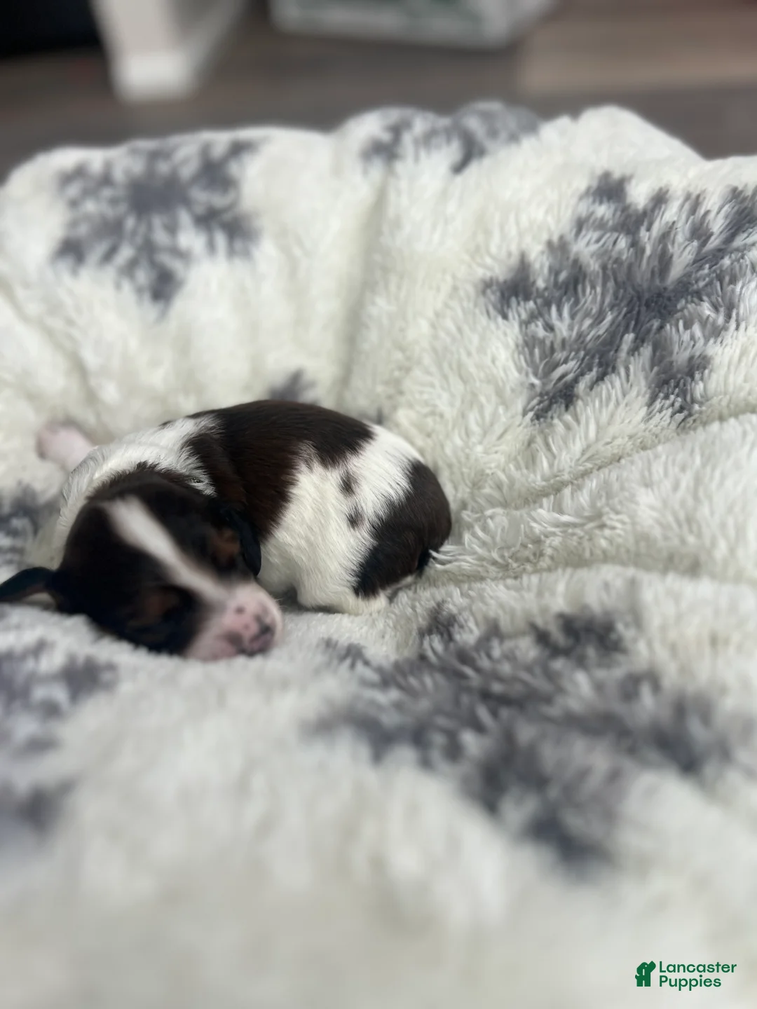 Miniature Dachshund dogs for sale: Cookie - Ad 4