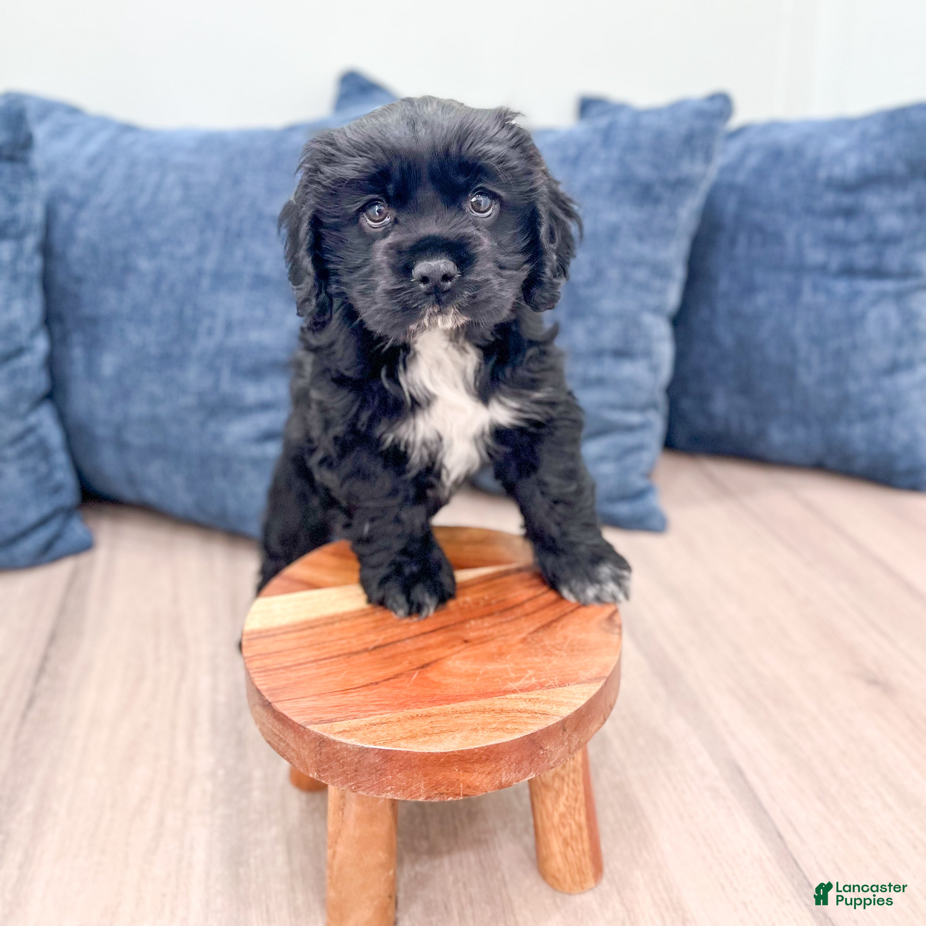 Cocker Spaniel dogs Mara - Ad 2