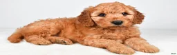 Mini Goldendoodle dogs for sale: Daisy - Ad 6
