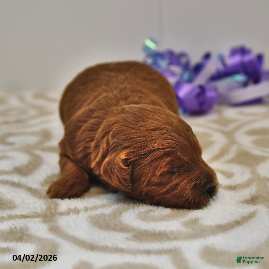 Mini Goldendoodle dogs Sawyer - Ad 2