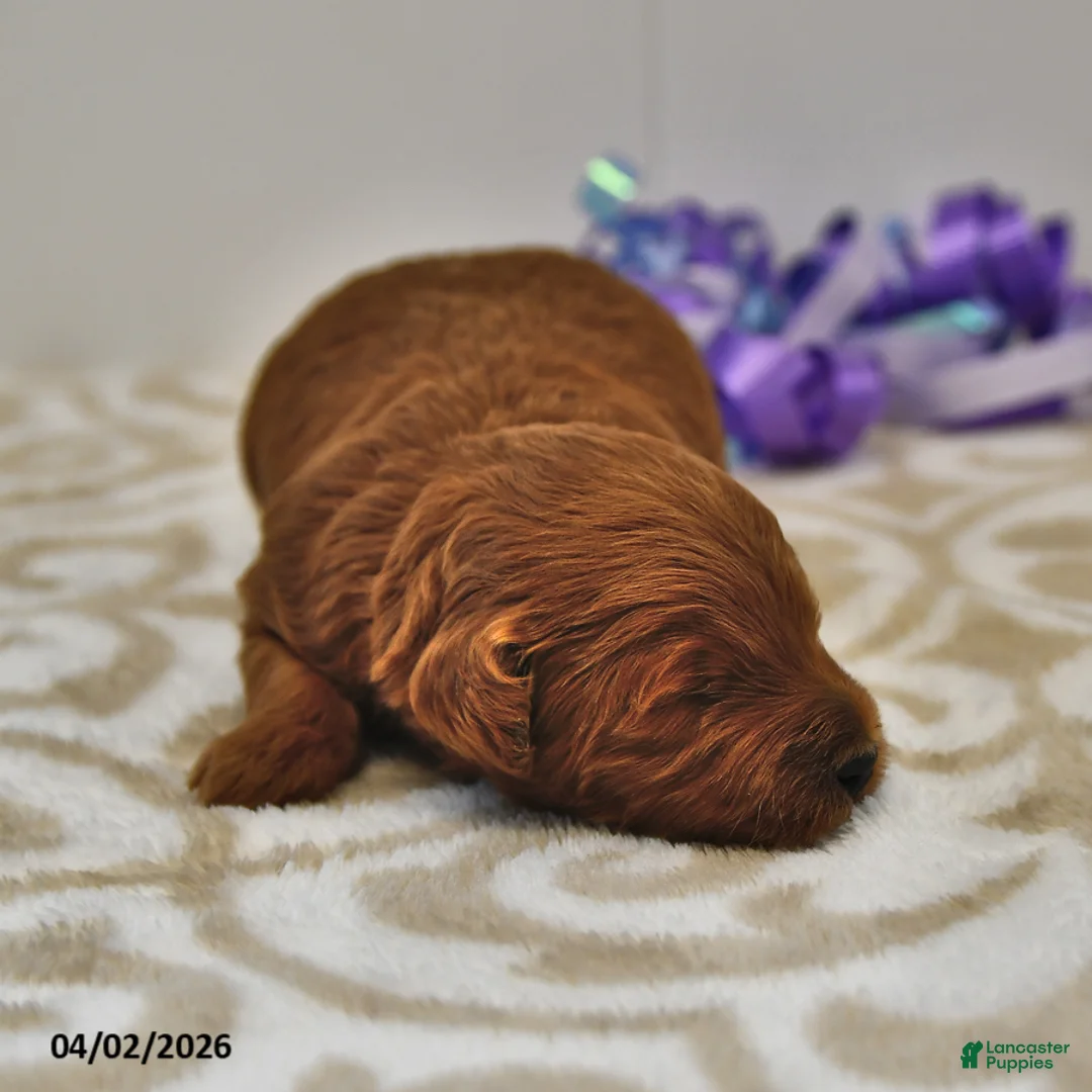 Mini Goldendoodle dogs for sale: Sawyer - Ad 2
