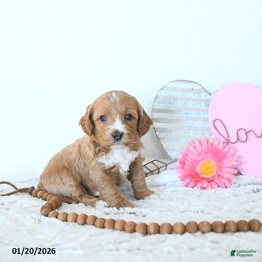 Mini Goldendoodle dogs for sale: Finn - Ad 5