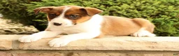 Miniature Australian Shepherd dogs for sale: Boss - Ad 5