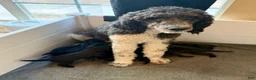 Mixed Breed dogs for sale: Ravioli - Ad 8