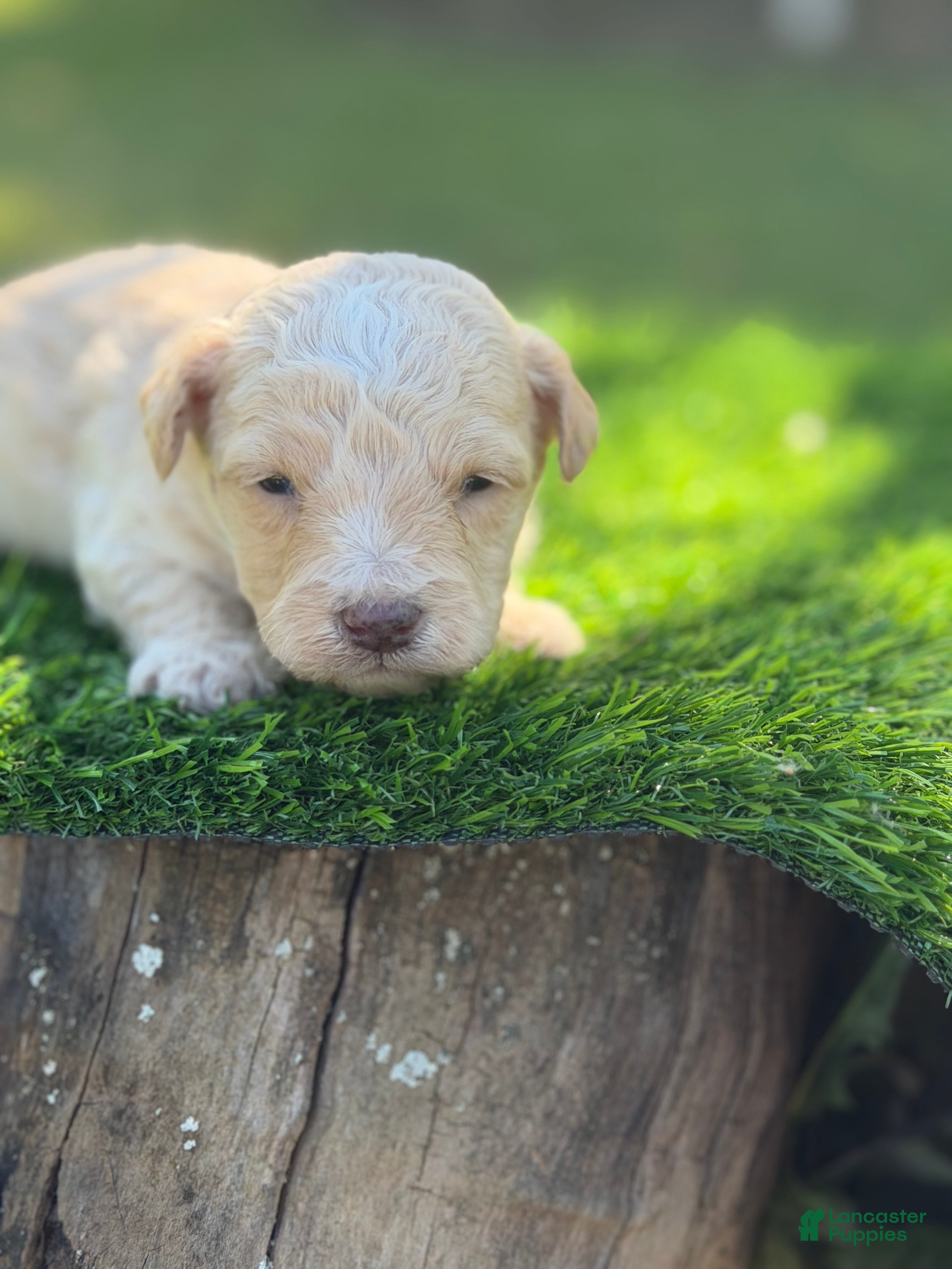 Maltipoo dogs elio - Ad 2