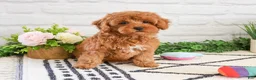 Cavapoo dogs for sale: Rose - Ad 6