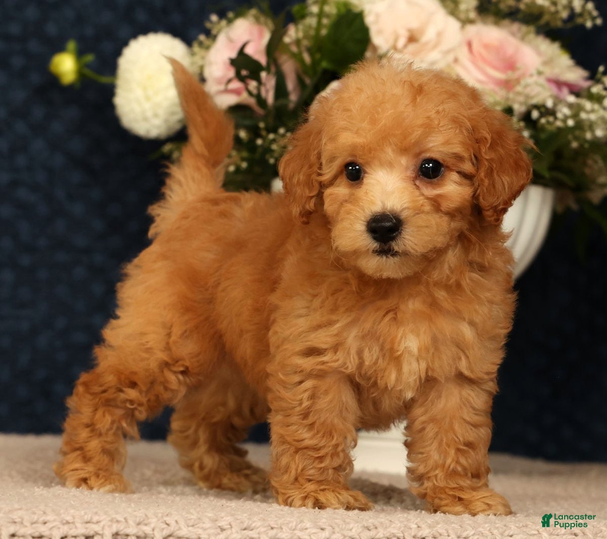 Bichpoo dogs Jasmine - Ad 2