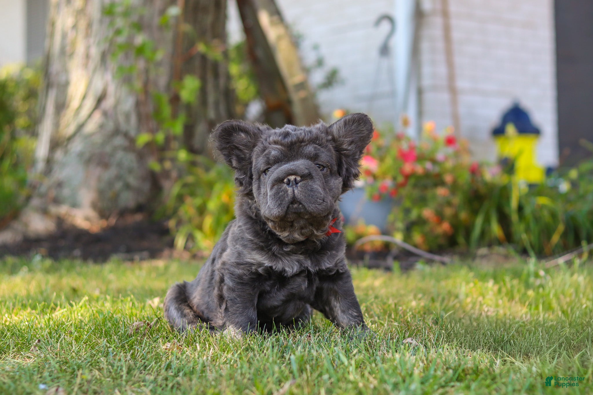 French Bulldog dogs Abe - Ad 2