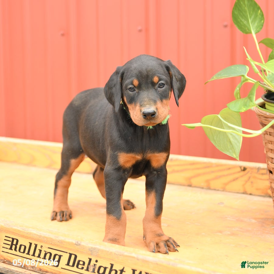 Doberman Pinscher dogs Whitney - Ad 2