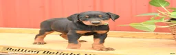Doberman Pinscher dogs for sale: Whitney - Ad 2