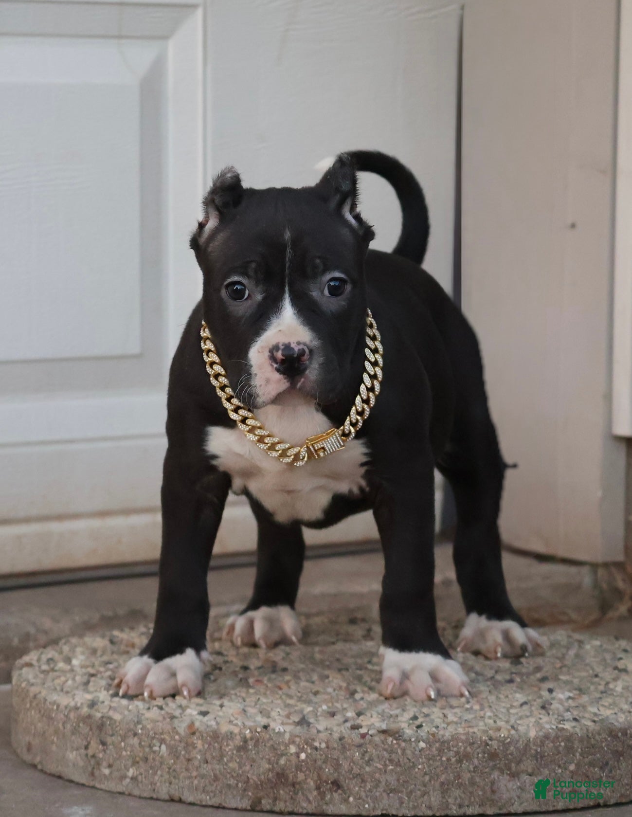 American Bully dogs Pearl - Ad 1