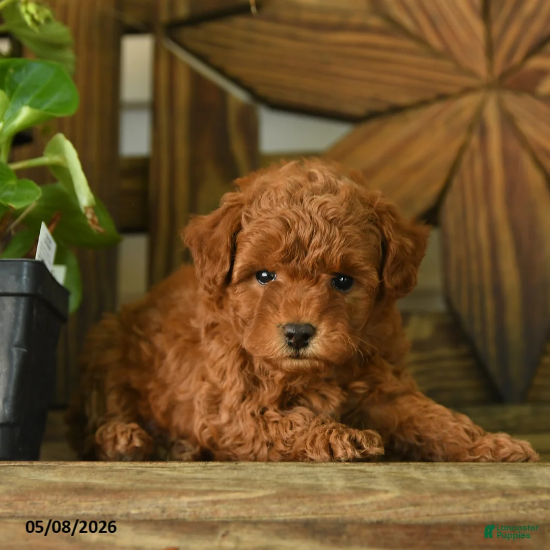 Toy Poodle dogs for sale: Padington - Ad 2