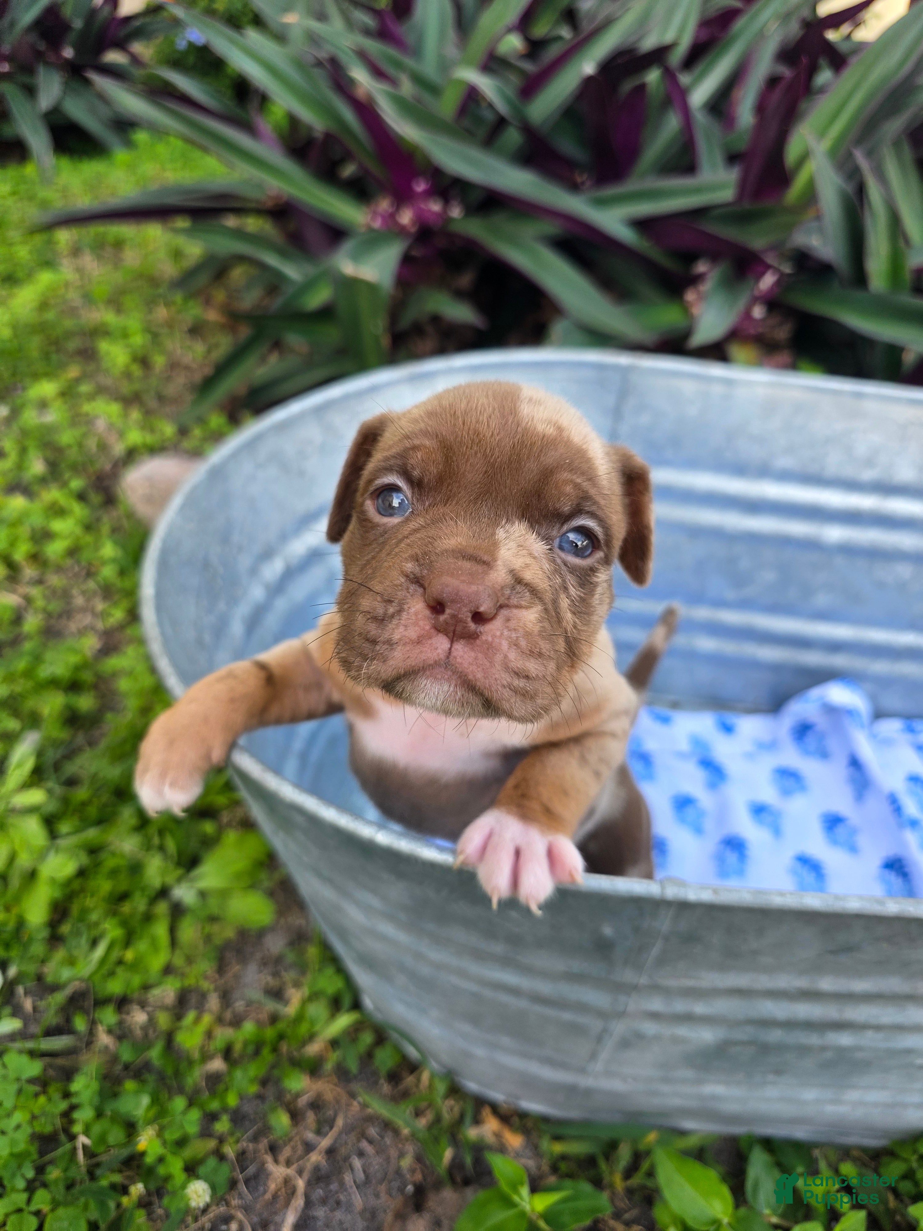 American Bully dogs American Bully Puppy 7 - Ad 12