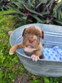 American Bully Puppy 7