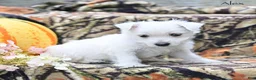 West Highland Terrier dogs for sale: Alex - Ad 3