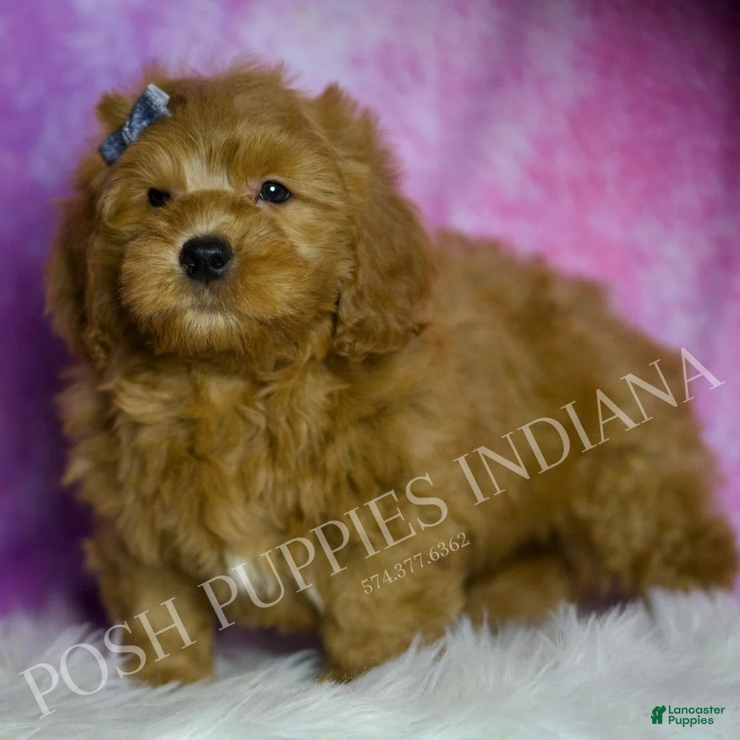 Mini Goldendoodle dogs for sale: Puffin - Ad 4