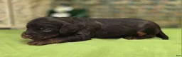 Cockapoo dogs for sale: Meeko - Ad 2