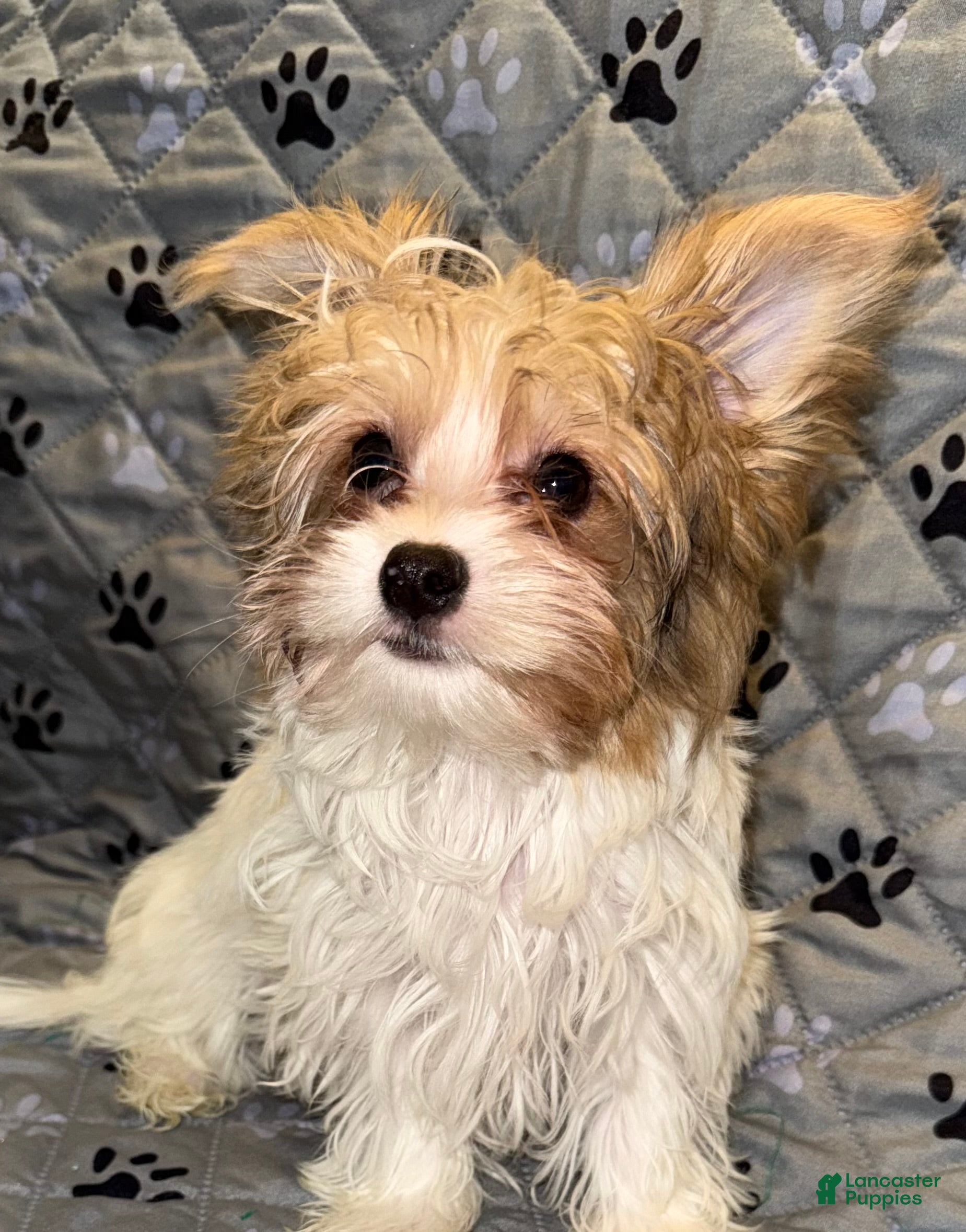 Yorkshire Terrier dogs for sale: Blaze - Ad 1