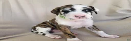 Daniff dogs for sale: Quin - Ad 1
