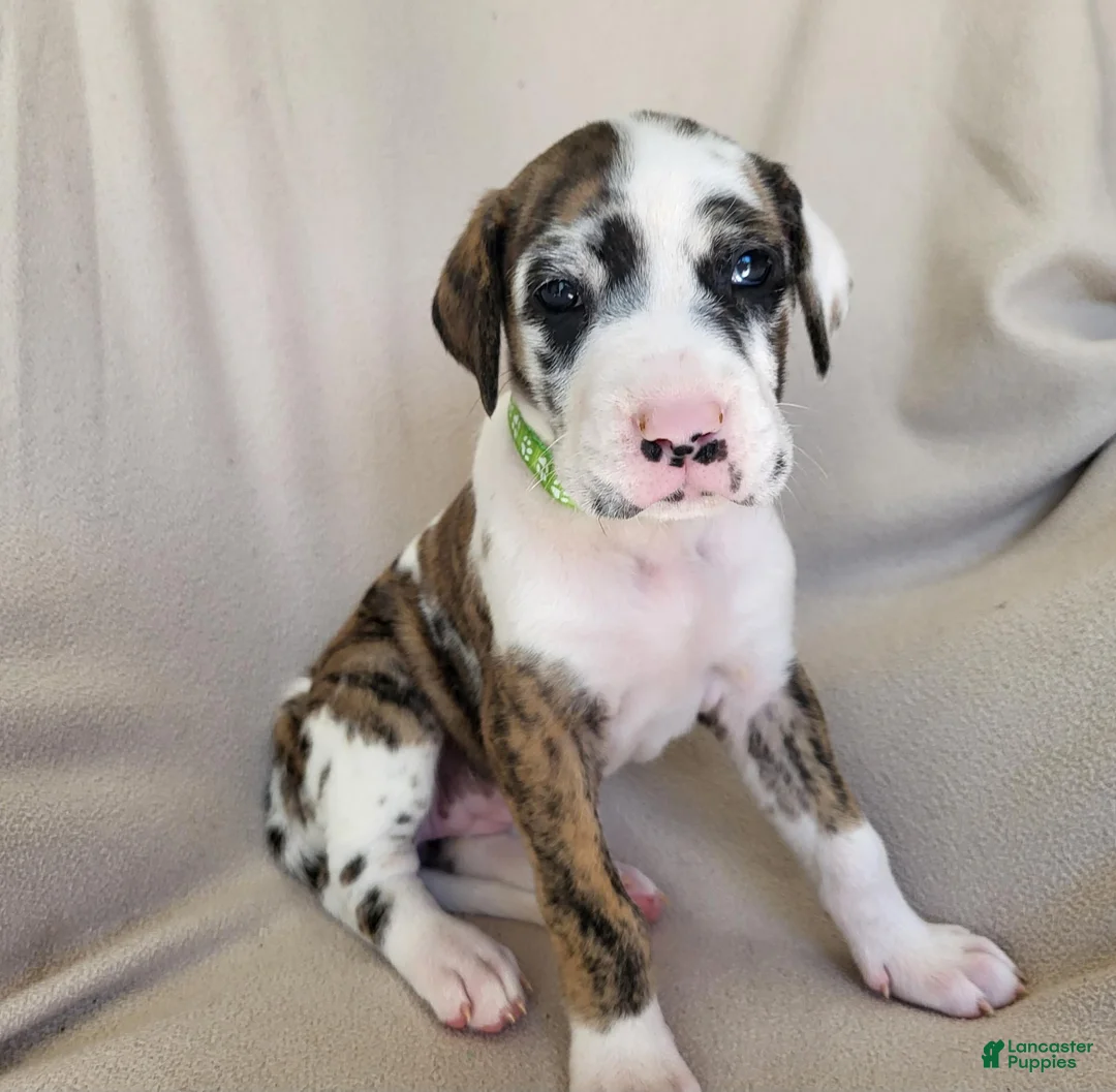 Daniff dogs for sale: Quin - Ad 1