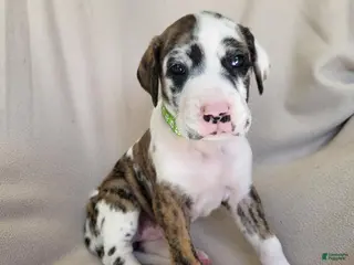Daniff dogs Quin - Ad 8
