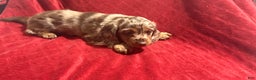 Miniature Dachshund dogs for sale: Miniature Dachshund Puppy Huey - Ad 5
